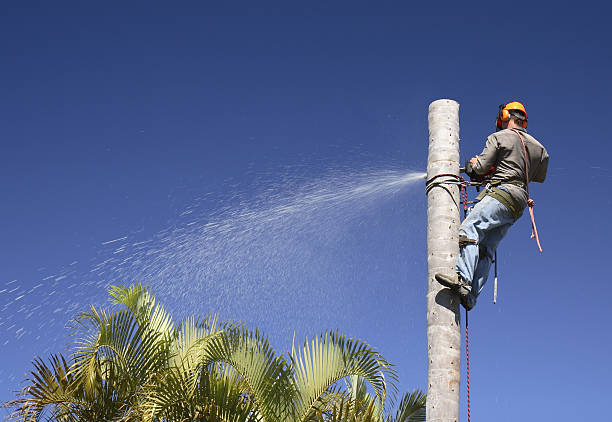 Best Commercial Tree Services  in Dixon, IL