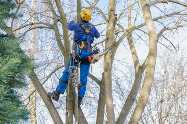 Best Hedge Trimming  in Dixon, IL